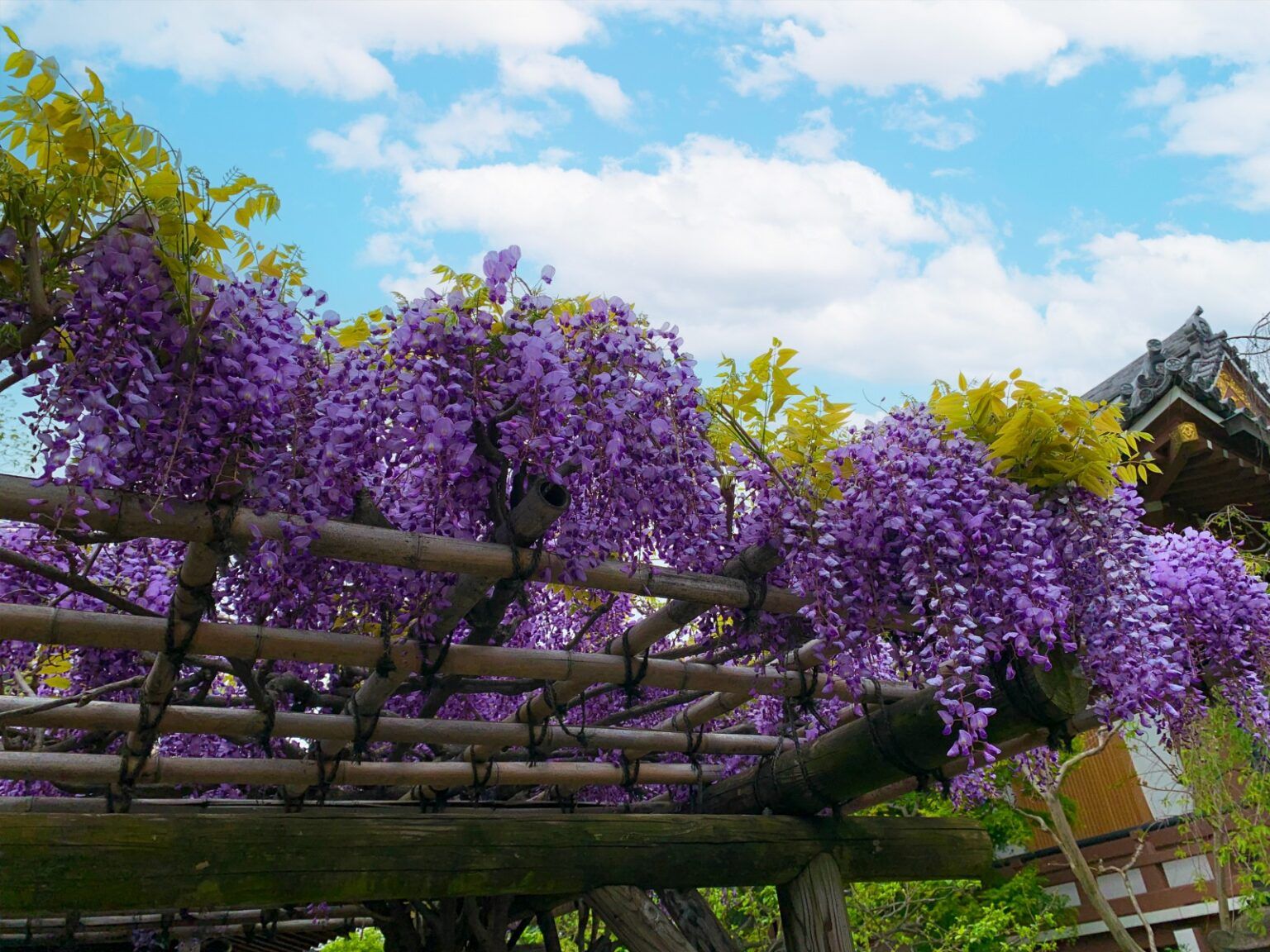 藤棚に咲く藤の花