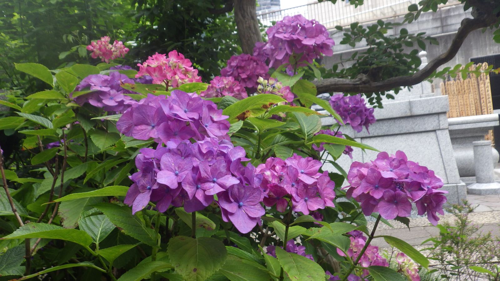 紫陽花
