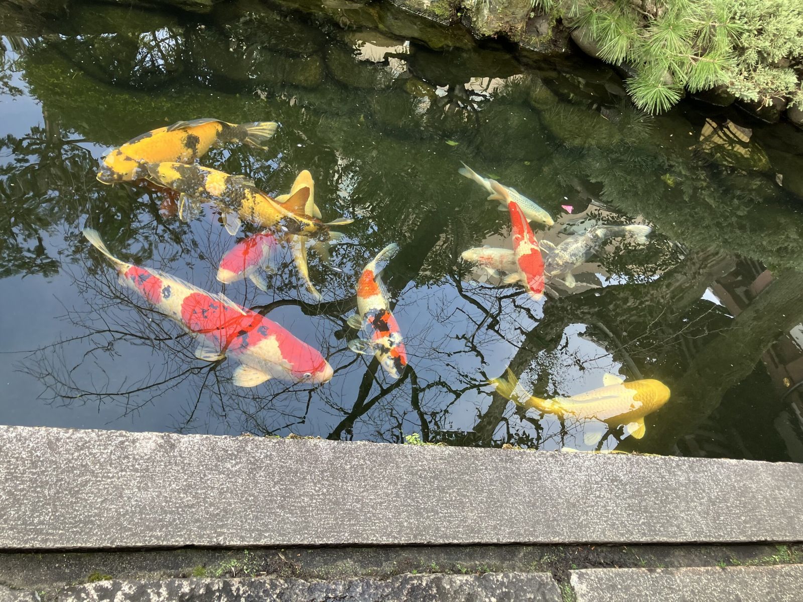 鯉の泳ぐ池