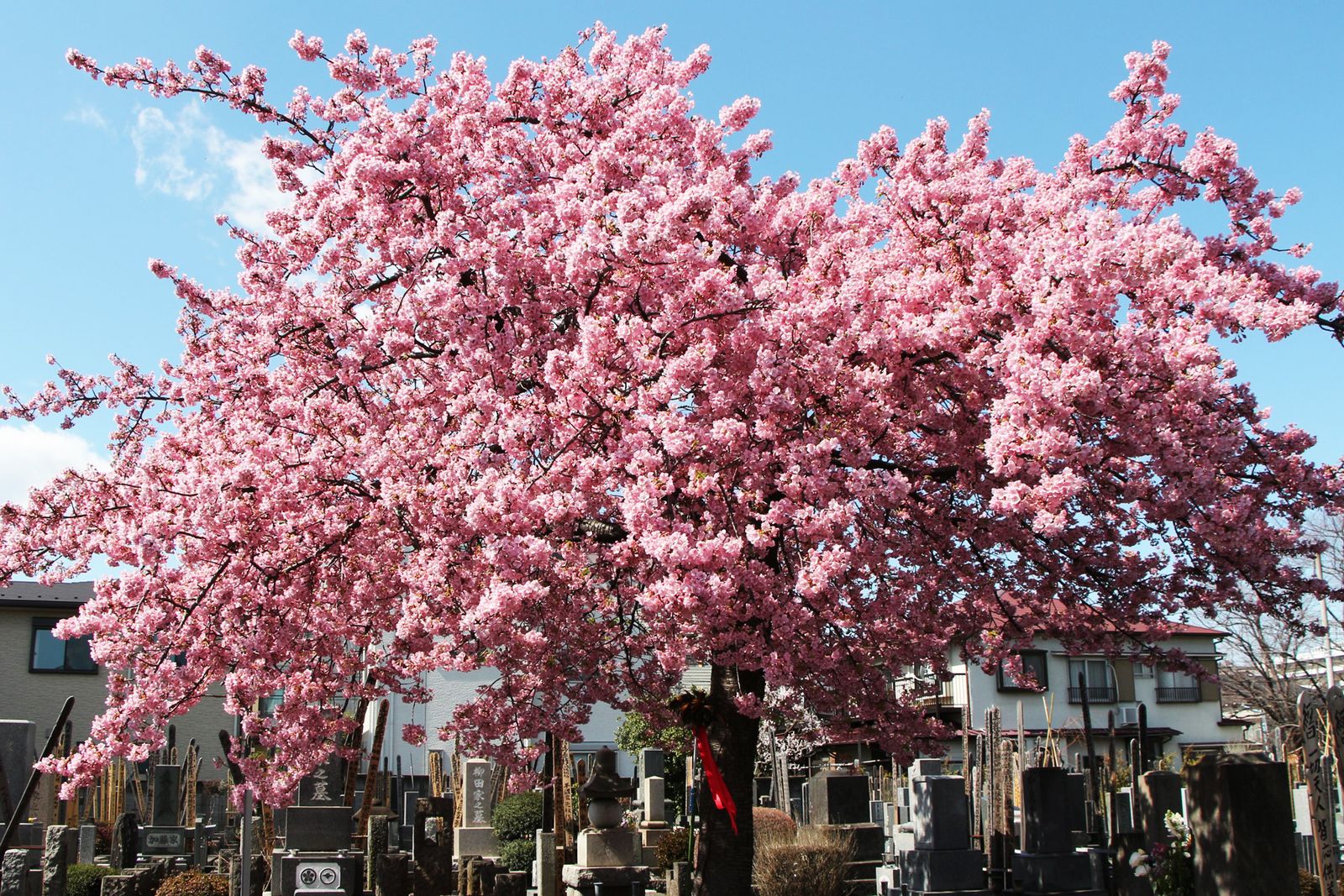 満開の河津桜