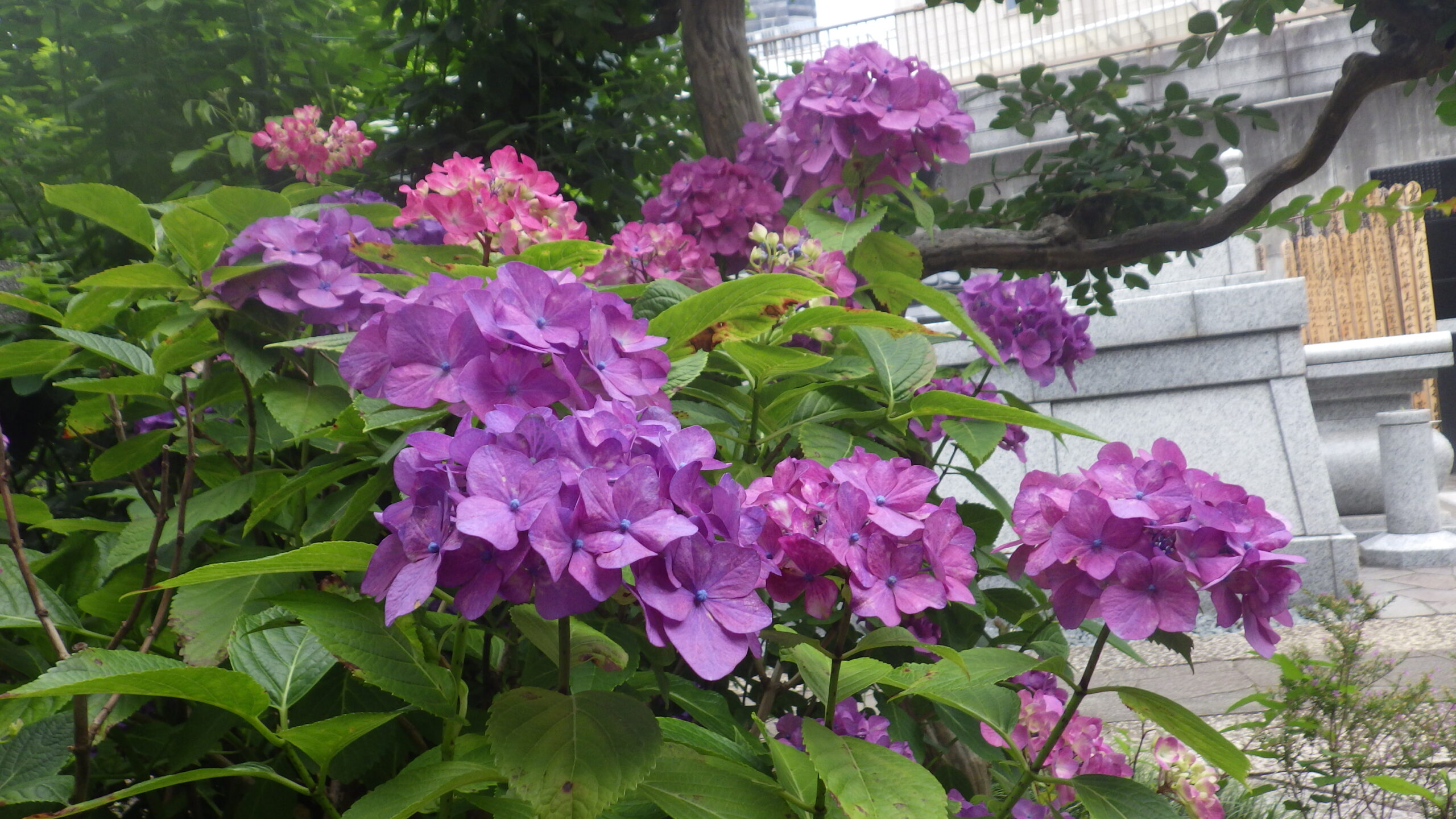 三田 永代供養墓｜薬王寺「やすらぎ」の写真